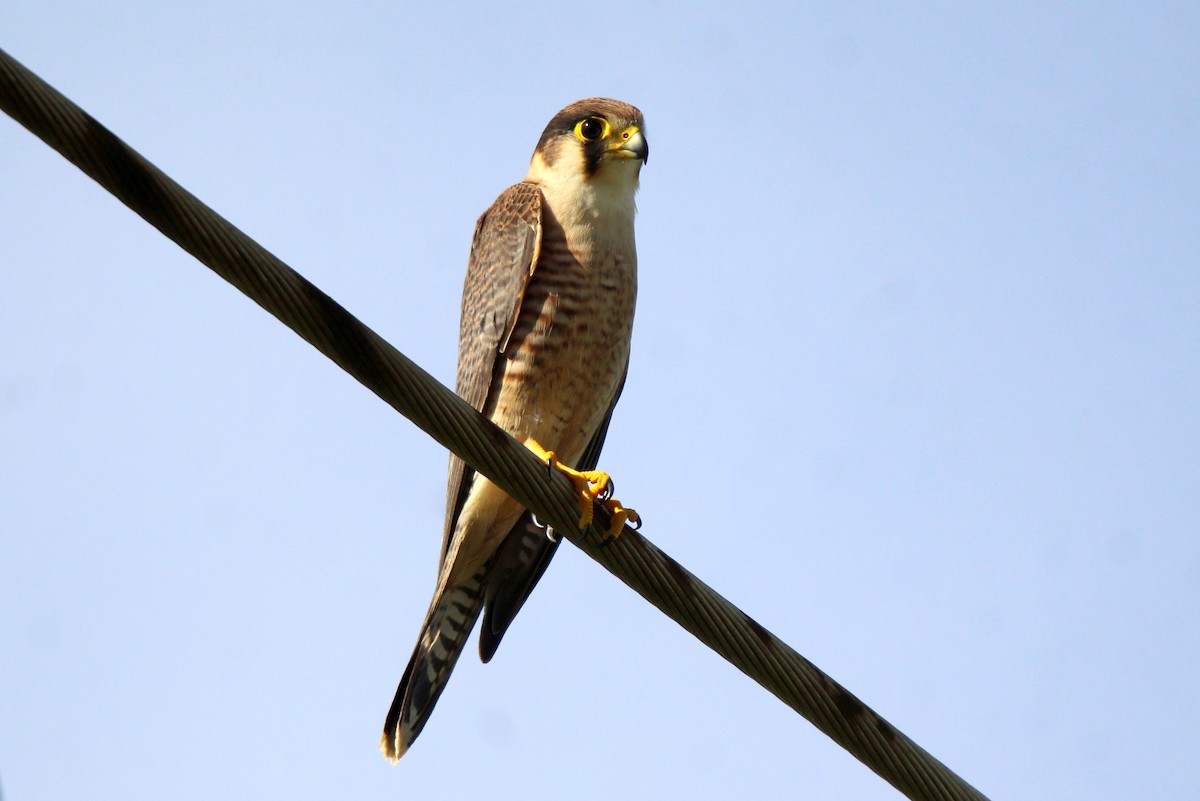 Red-necked Falcon - ML418087851