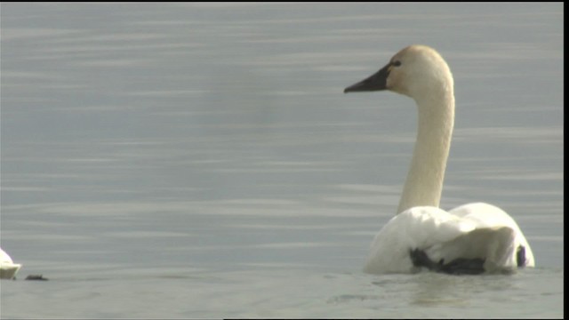 Tundra Swan (Whistling) - ML418089