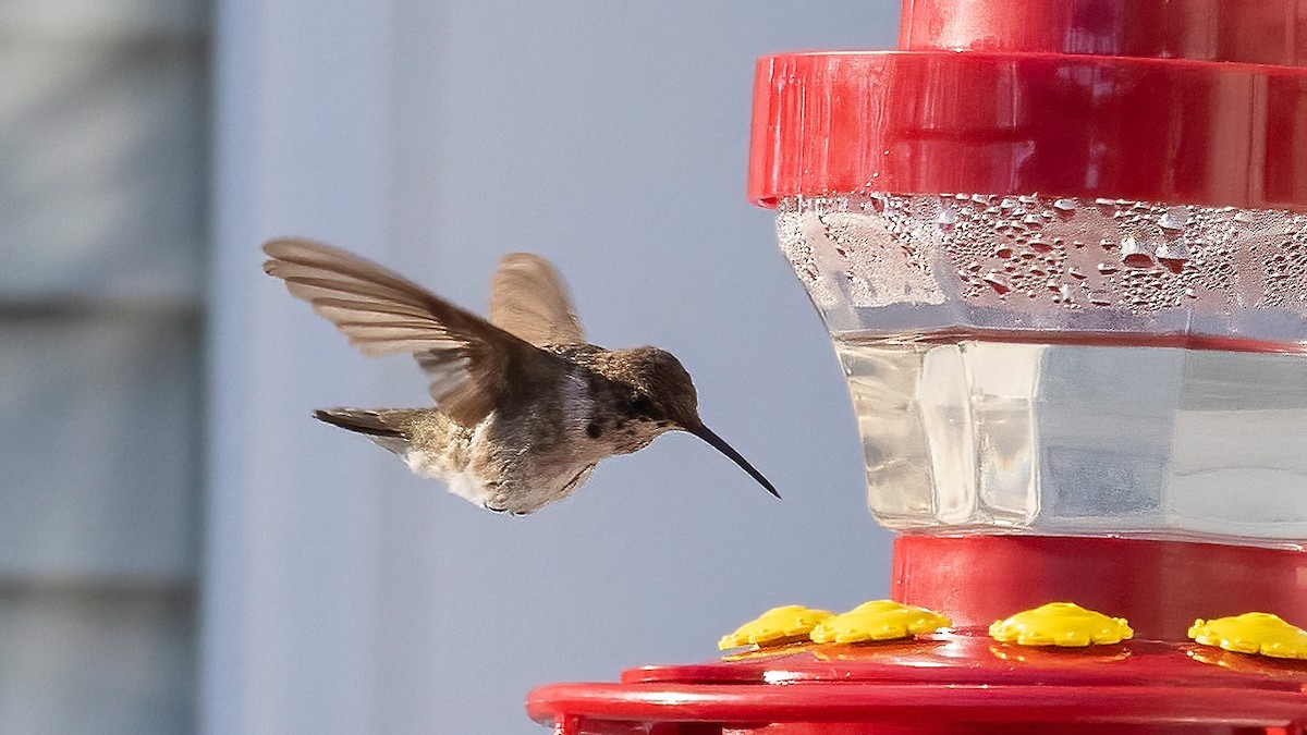 Black-chinned Hummingbird - David Fischer