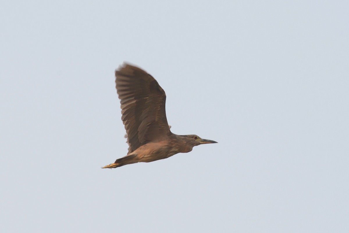 Black-crowned Night Heron - ML418091151