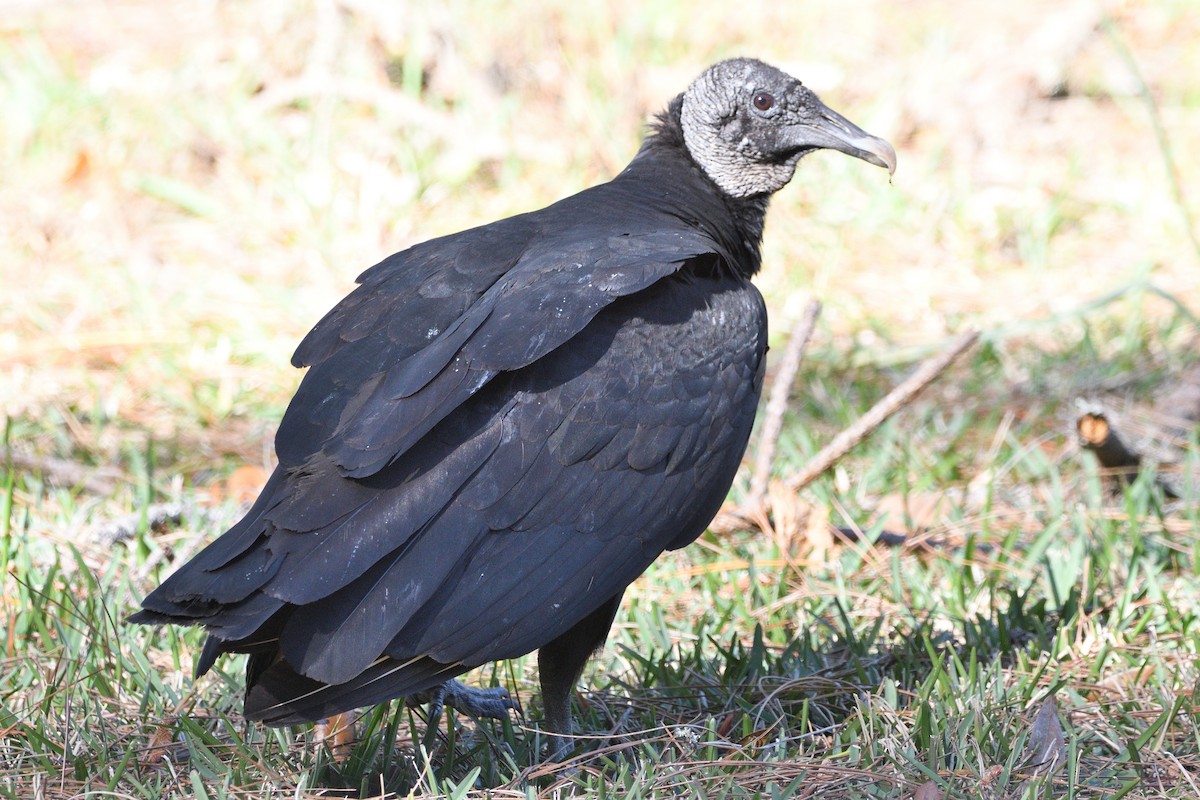 Black Vulture - ML418091641