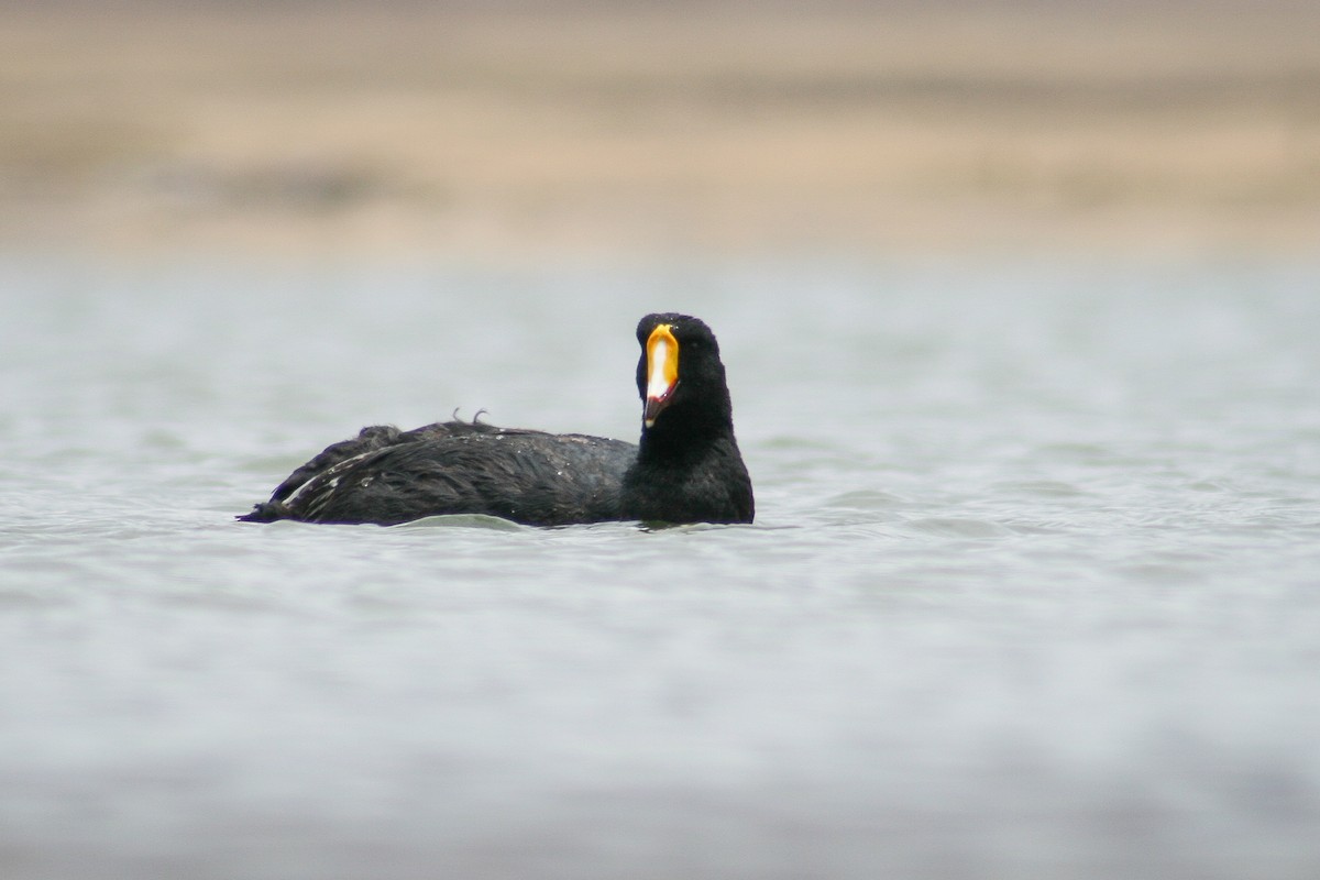 Giant Coot - ML418092851