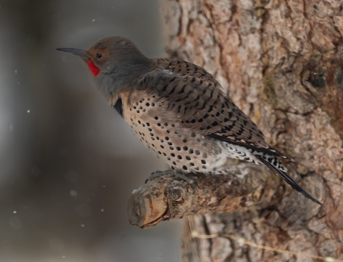 Northern Flicker (Red-shafted) - ML418097161