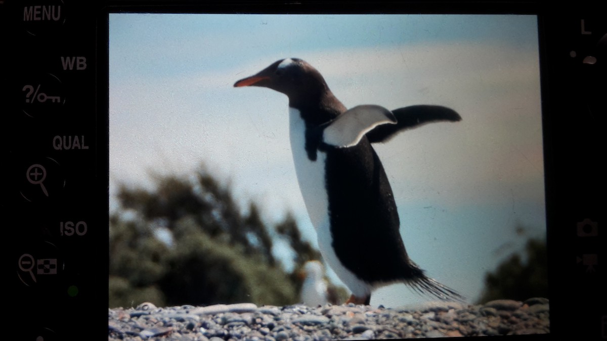 Gentoo Penguin - Annick Morgenthaler