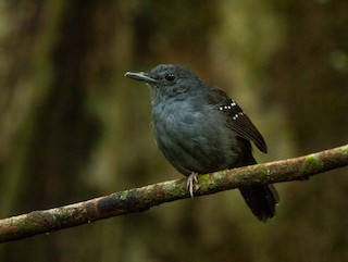  - Rufous-faced Antbird