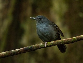  - Rufous-faced Antbird