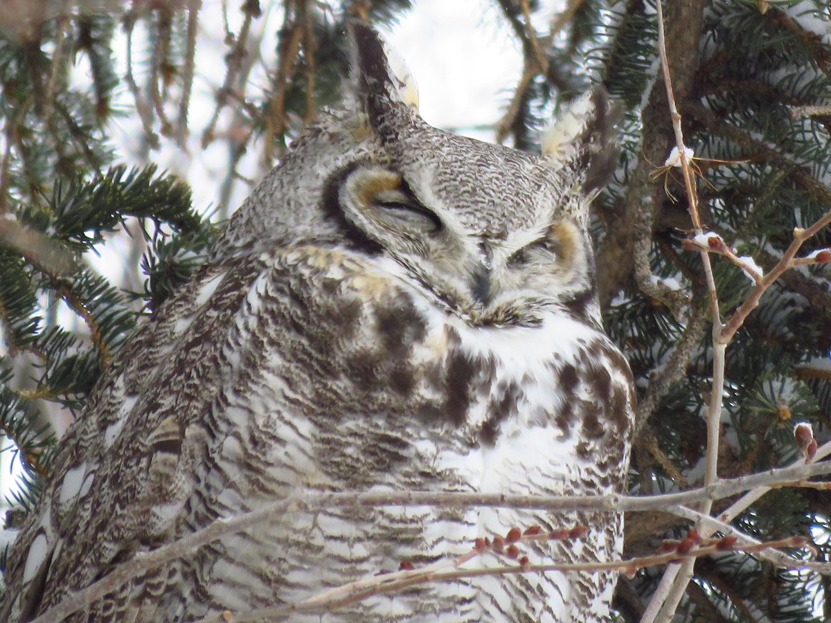 Great Horned Owl - ML418108461