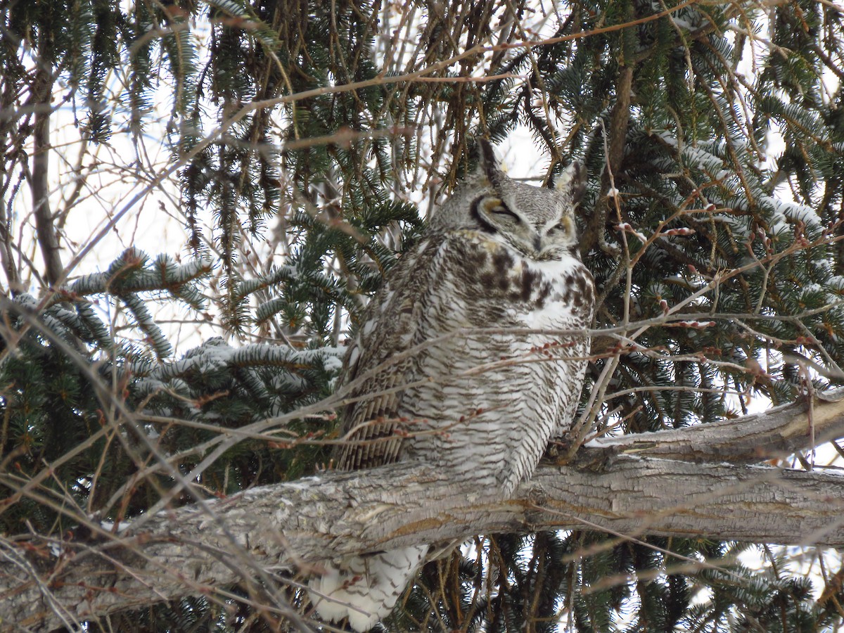 Great Horned Owl - ML418108521