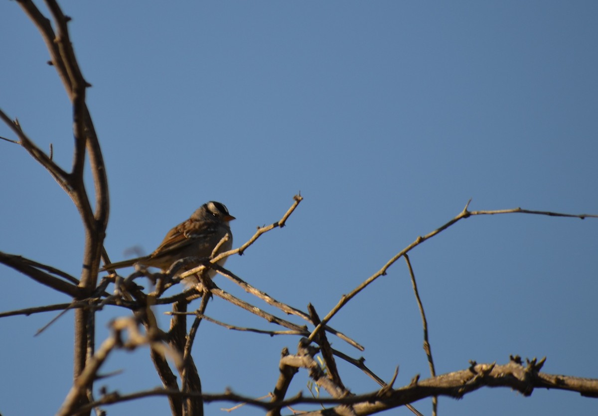 White-crowned Sparrow - ML418112681