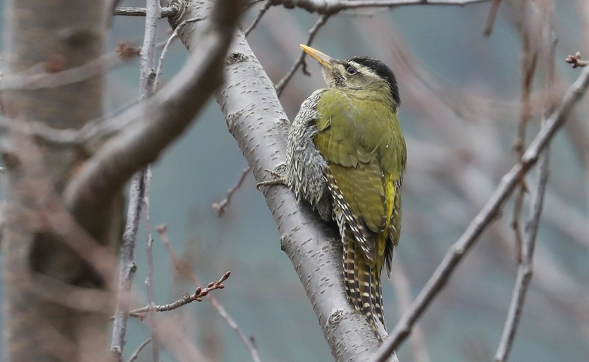 Scaly-bellied Woodpecker - Neeraj Sharma