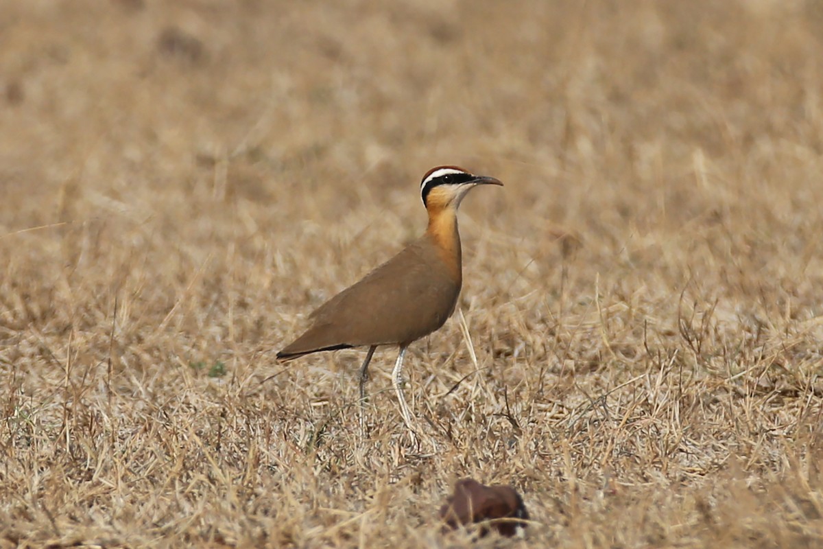Indian Courser - ML418121501