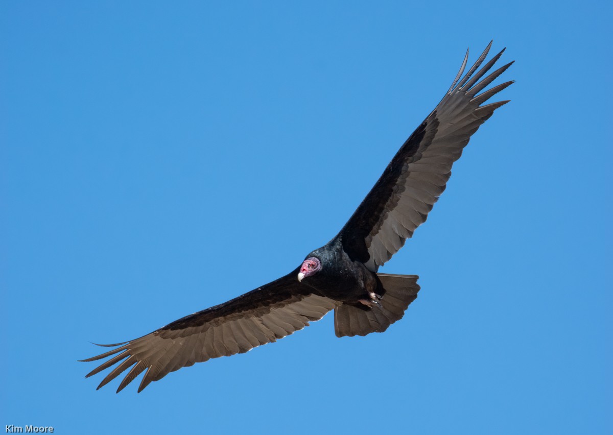 Turkey Vulture - ML418128561
