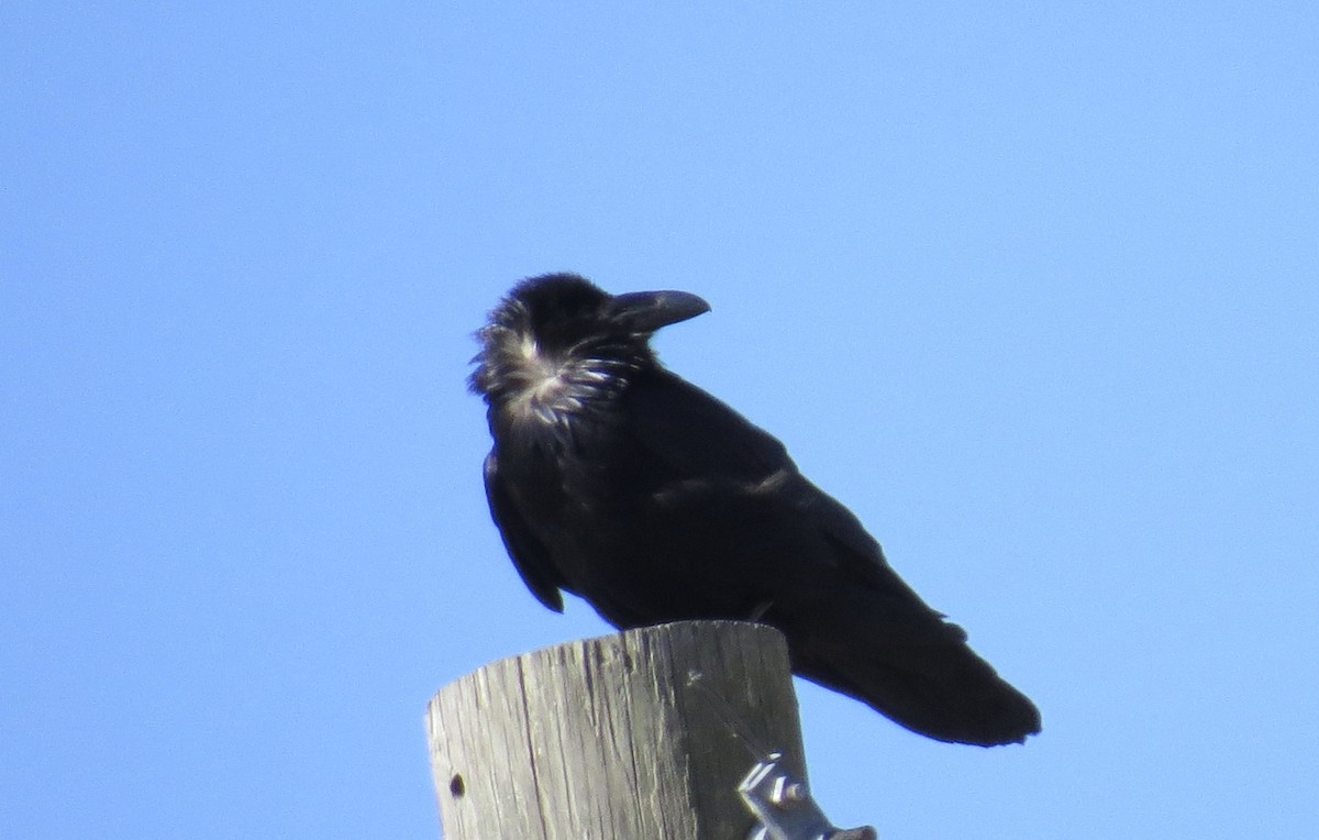 Common Raven - ML418130191