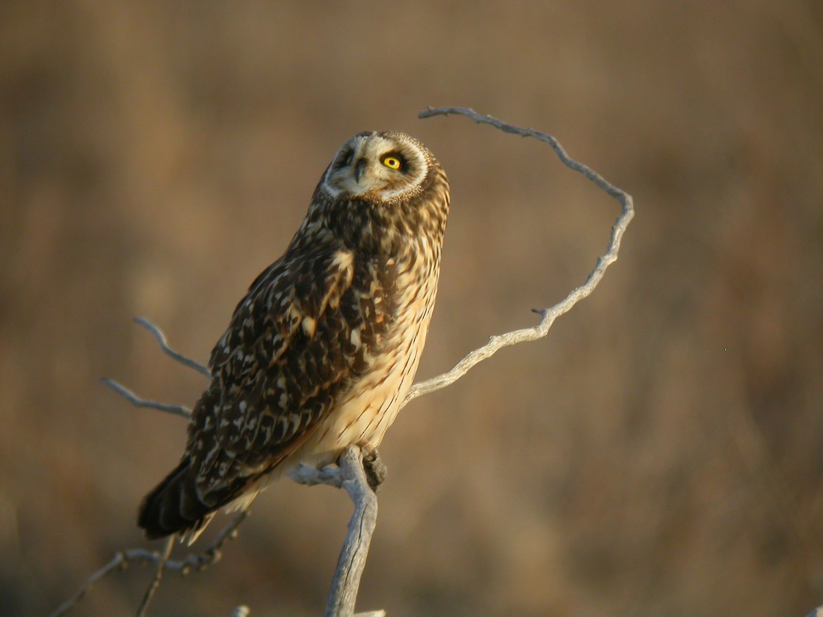 Short-eared Owl - ML418134571