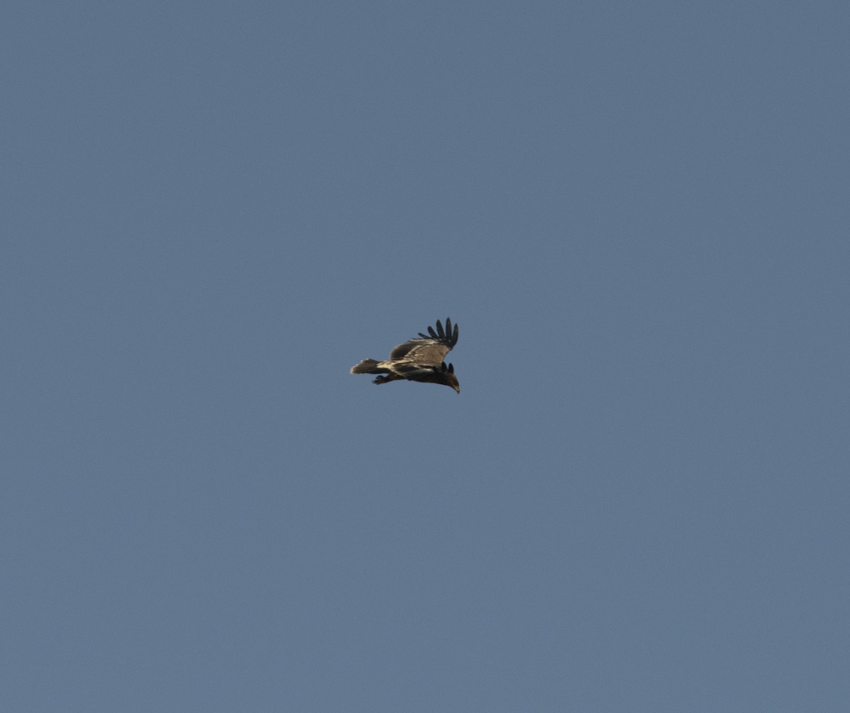 Lesser Spotted Eagle - ML418139451