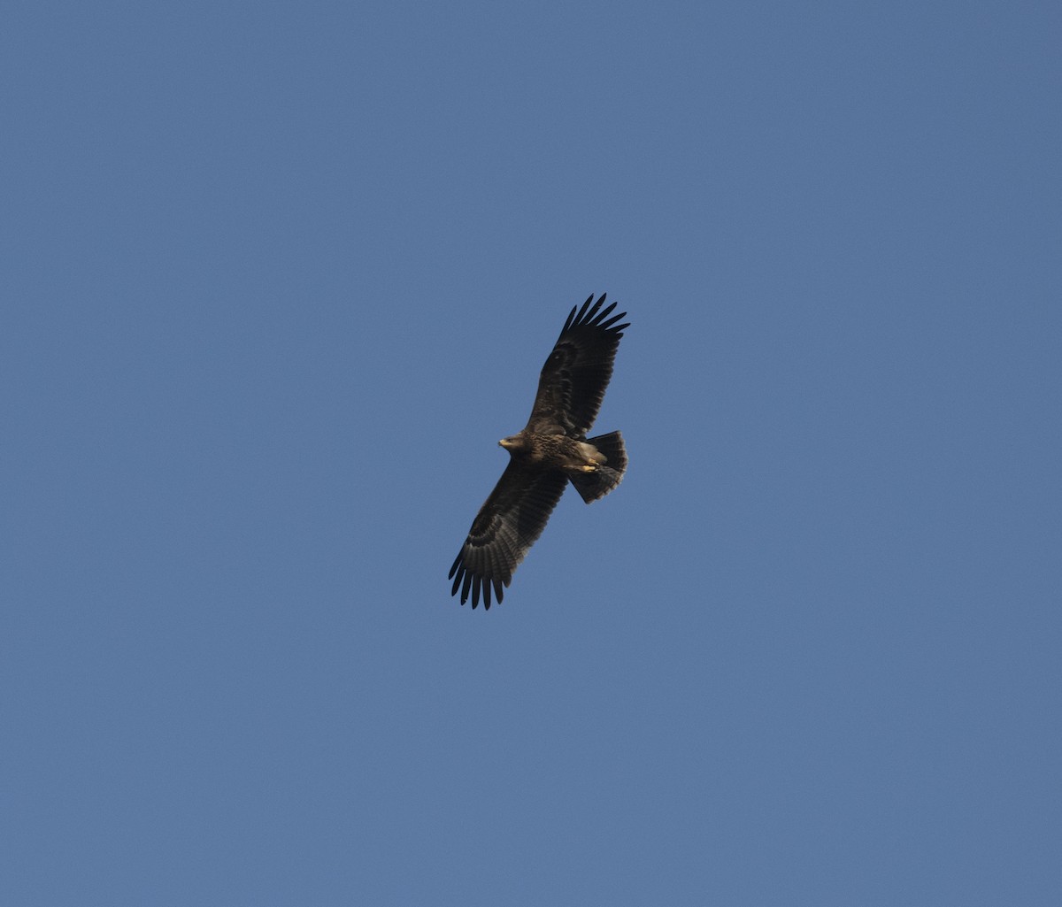 Lesser Spotted Eagle - ML418139461