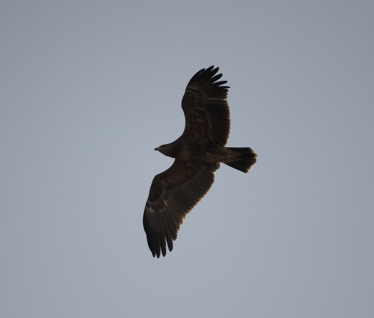 Lesser Spotted Eagle - ML418139551