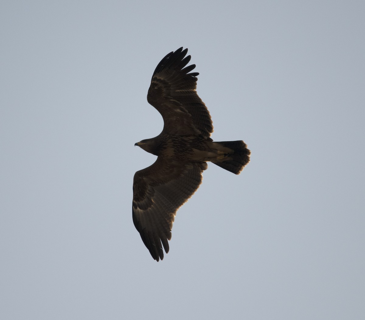 Lesser Spotted Eagle - ML418139581