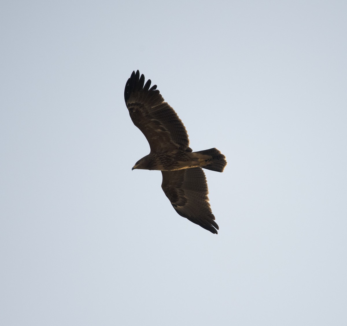 Lesser Spotted Eagle - ML418139591