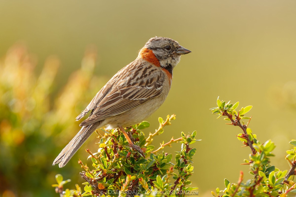 Rufous-collared Sparrow - ML418150291
