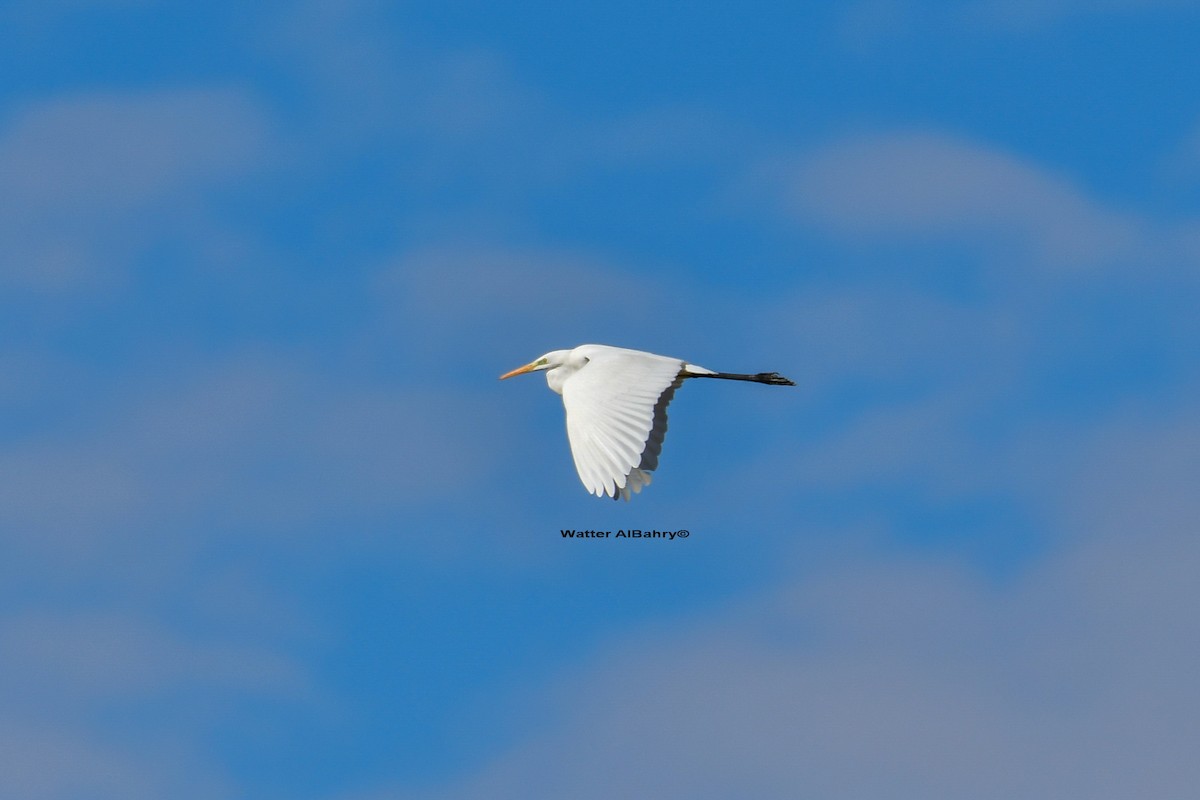 Great Egret - Watter AlBahry