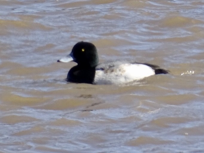 Greater Scaup - ML418155931