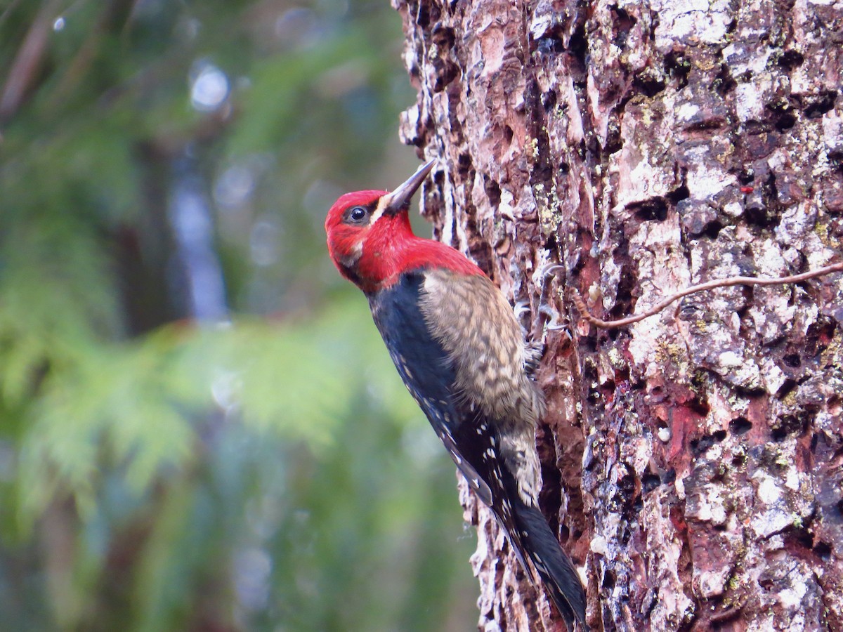 Red-breasted Sapsucker - ML418160291