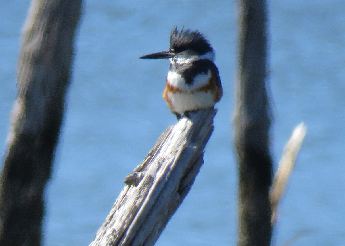 Belted Kingfisher - ML418160791
