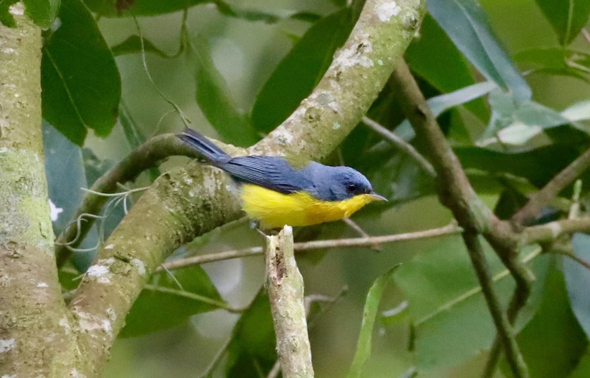 Tropical Parula - Anthony Collerton