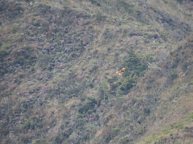 Bird foraging in its nonbreeding habitat; Loja, Ecuador. - White-throated Hawk - 