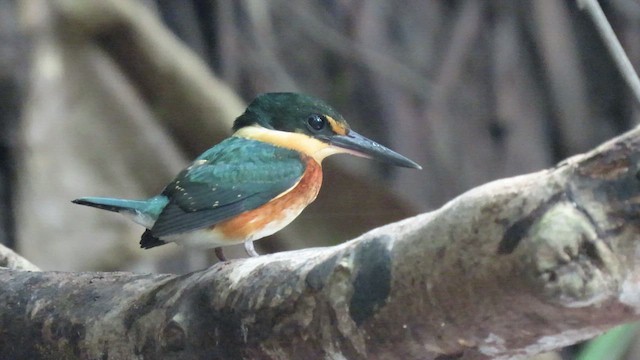 American Pygmy Kingfisher - ML418166341