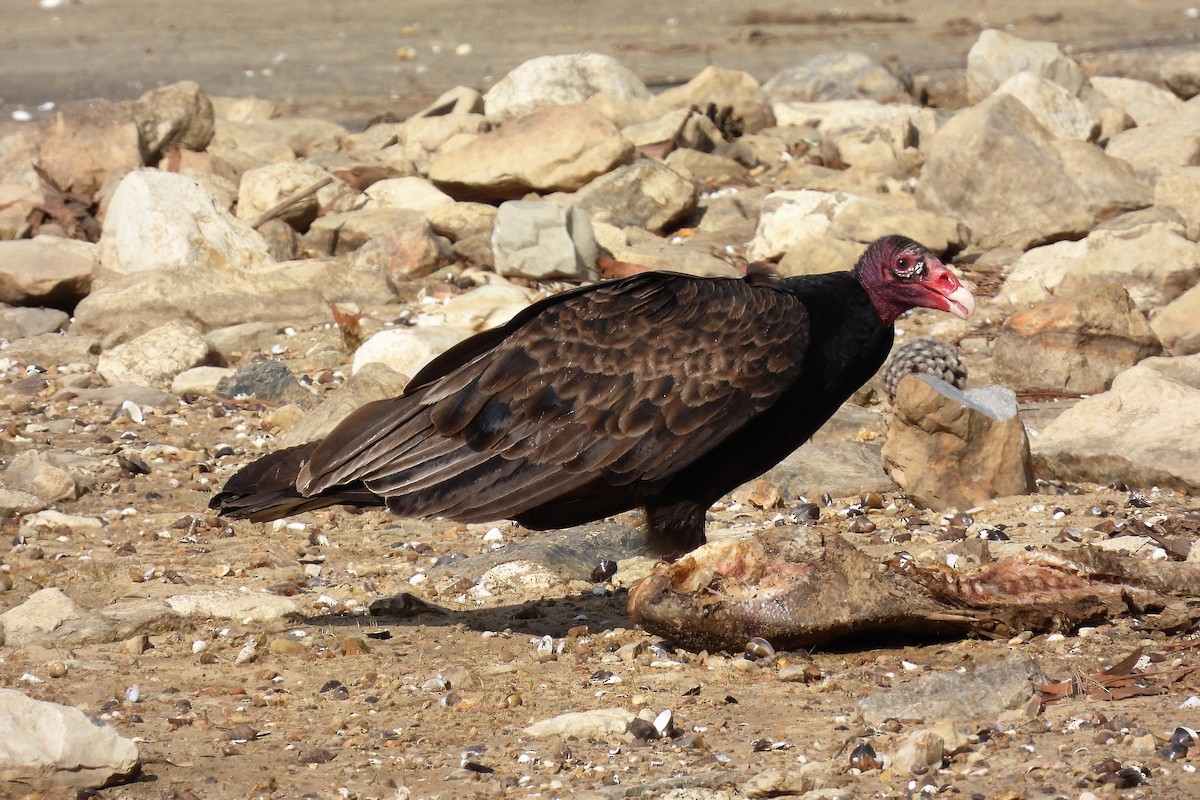 Turkey Vulture - ML418169031
