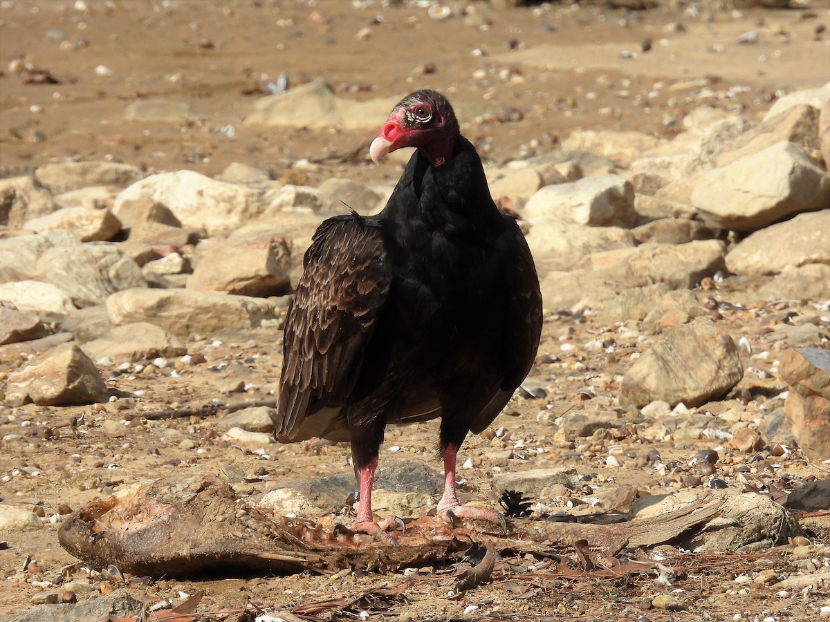 Turkey Vulture - ML418169121