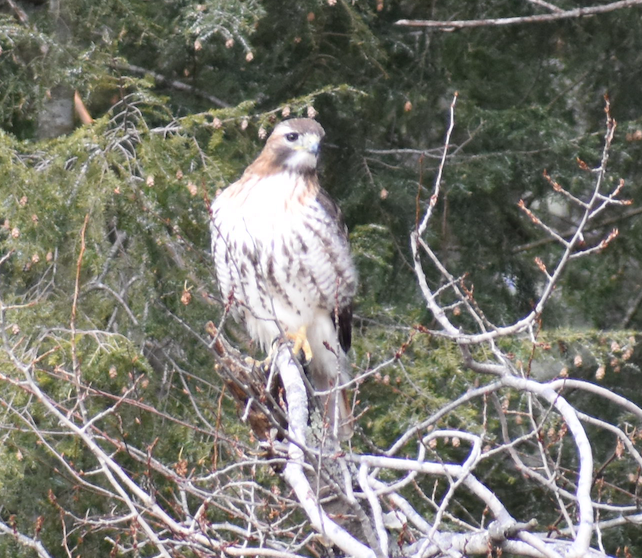 Red-tailed Hawk - ML418171281