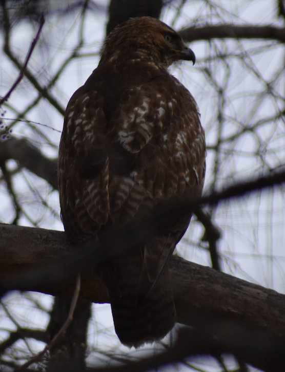 Red-tailed Hawk - ML418171301
