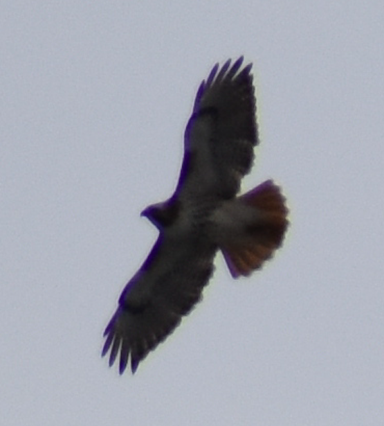 Red-tailed Hawk - ML418171321