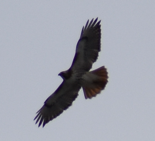 Red-tailed Hawk - ML418171351