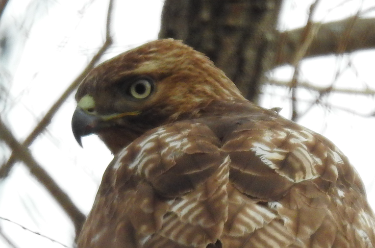 Red-tailed Hawk - ML418171361
