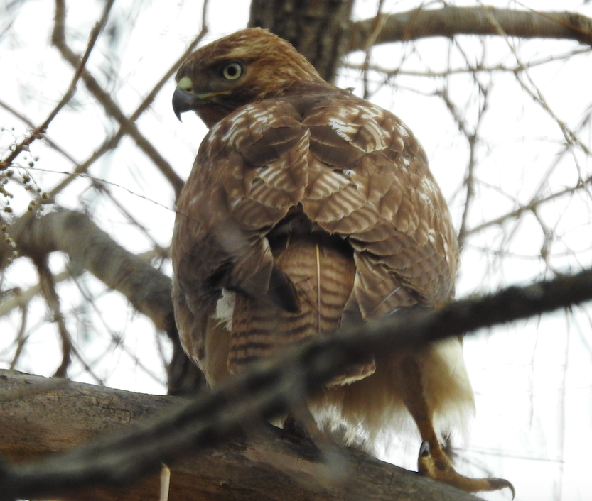 Red-tailed Hawk - ML418171401