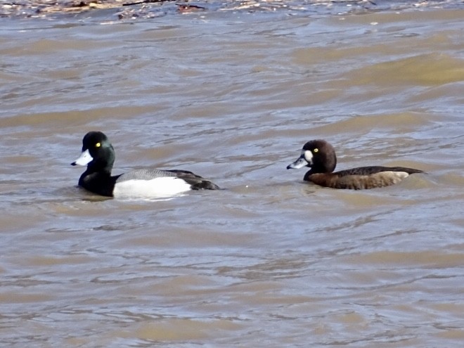 Greater Scaup - ML418171831