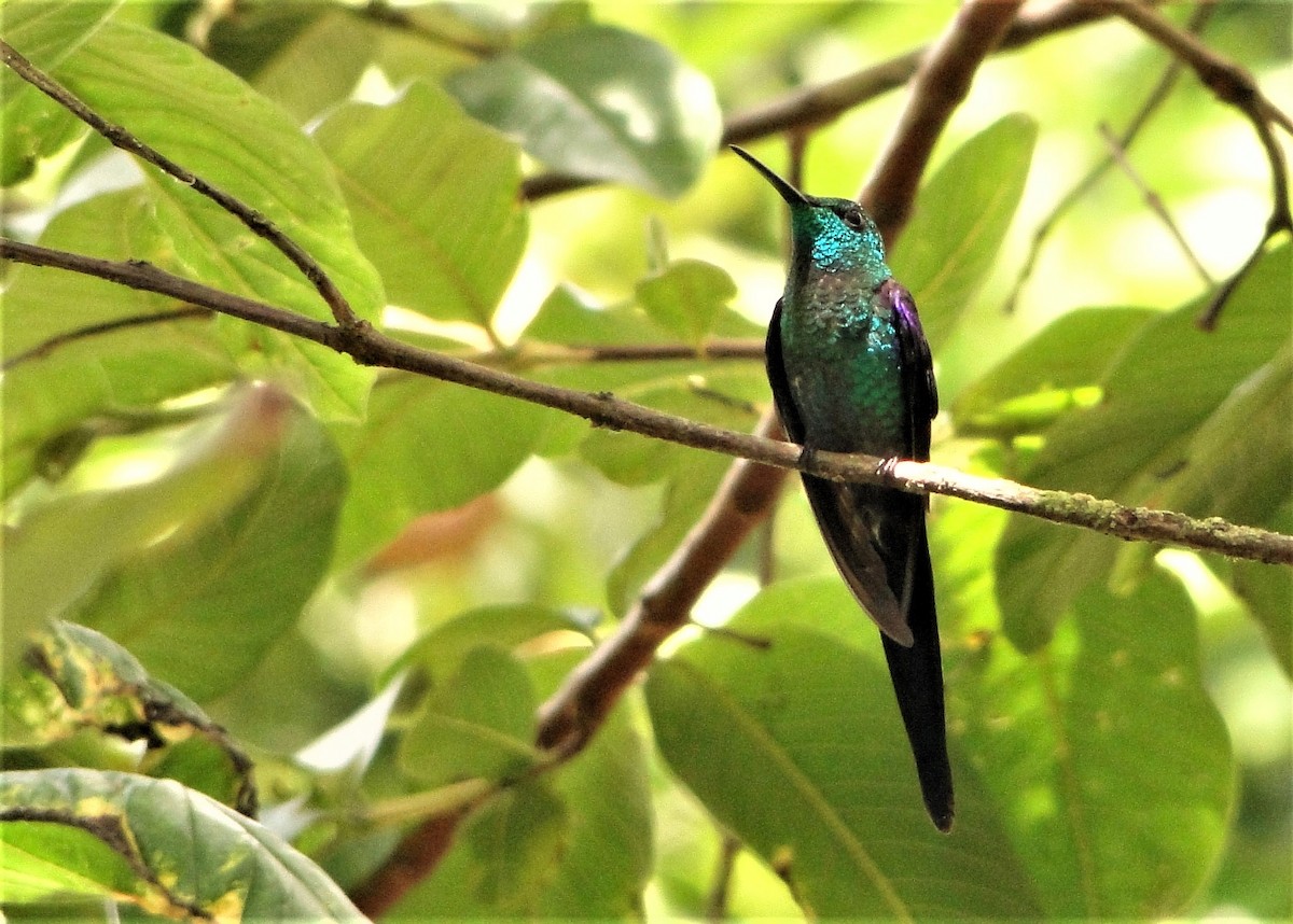 kolibřík pralesní - ML41817691