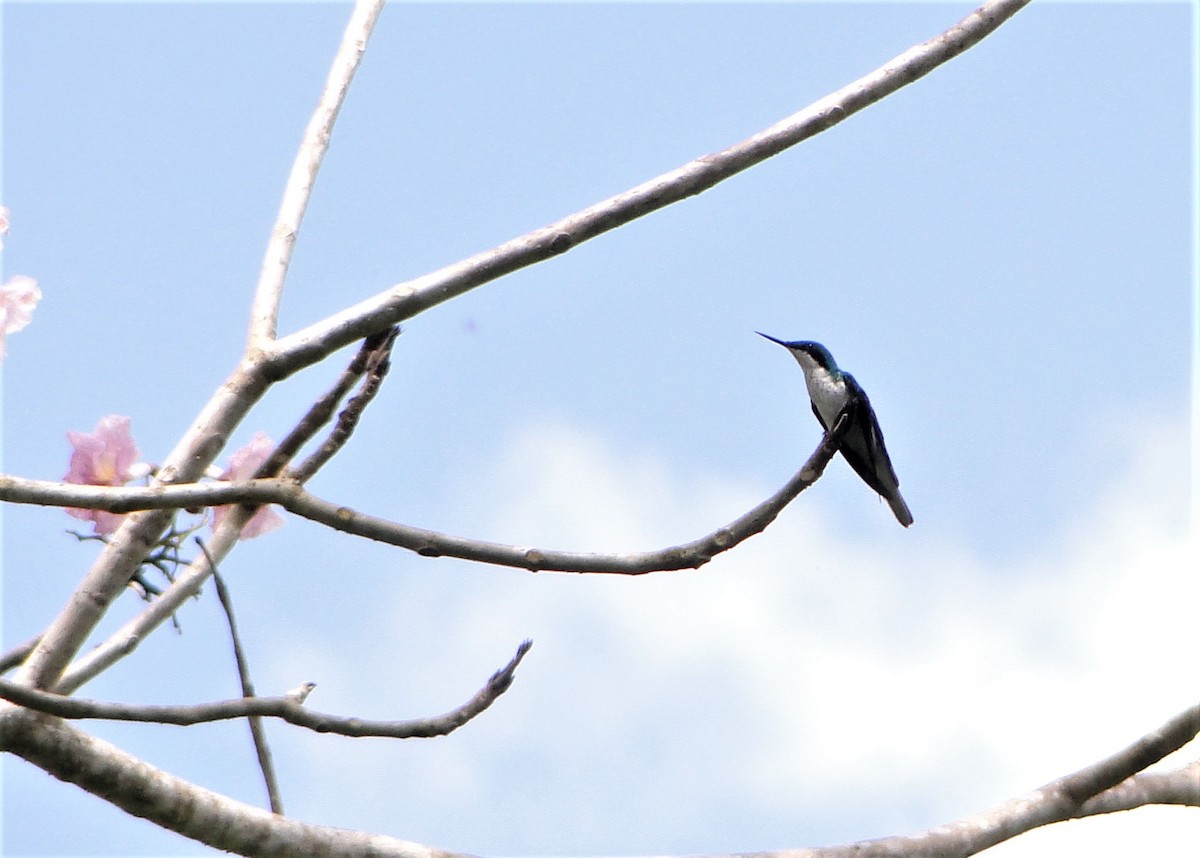 Черноухая колибри-фея - ML41817711