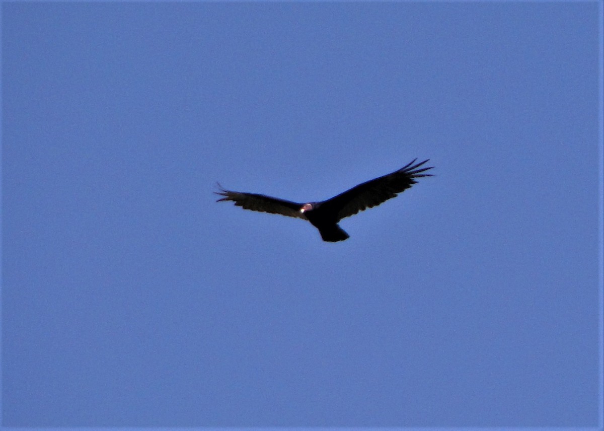 Turkey Vulture - ML41818061
