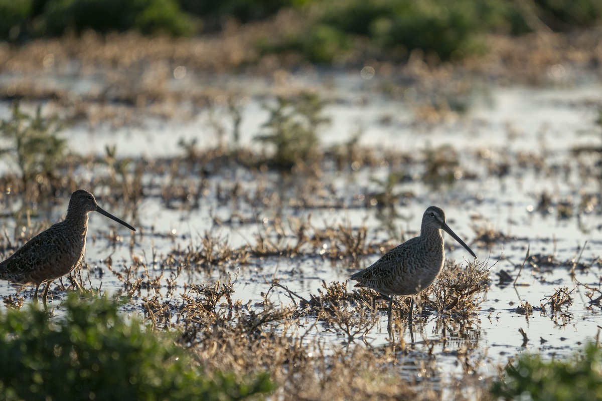 Long-billed Dowitcher - ML418182491