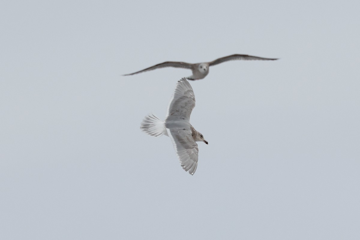 Goéland à ailes grises - ML418183281