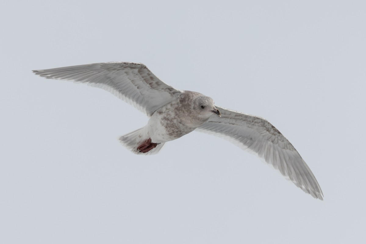 Glaucous-winged Gull - ML418183361