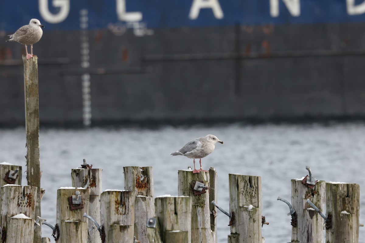 Glaucous-winged Gull - Tommy Pedersen