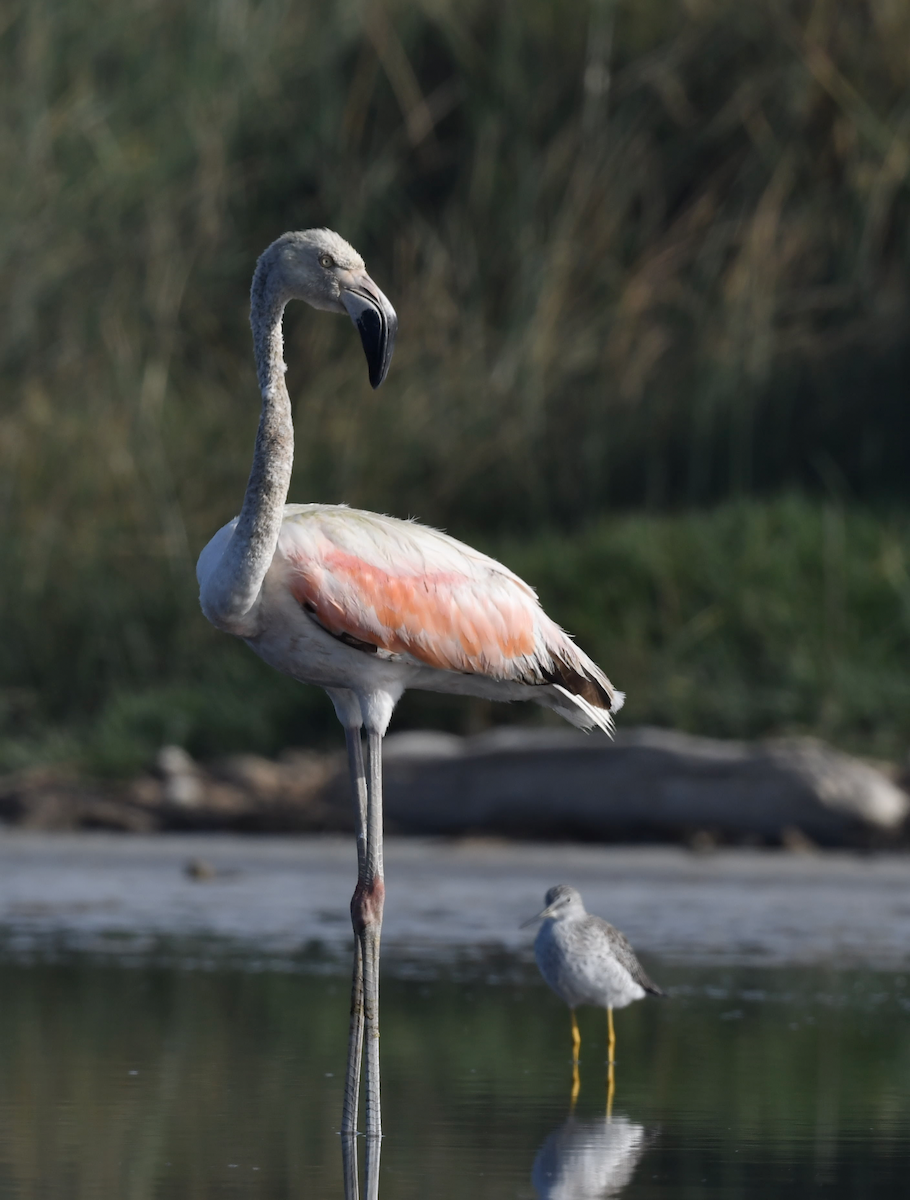 Şili Flamingosu - ML418184071