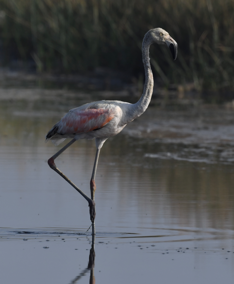 Chilean Flamingo - ML418184091