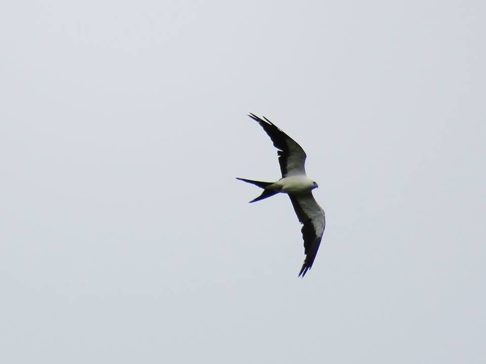 Swallow-tailed Kite - ML41818781